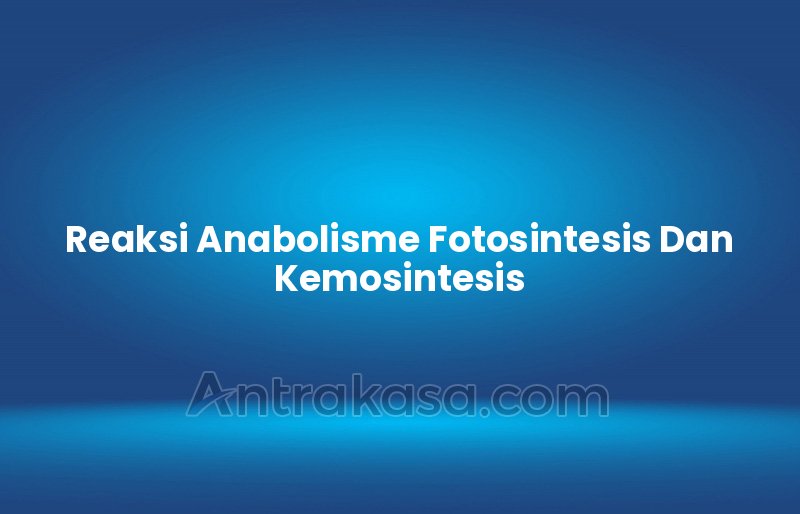 Reaksi Anabolisme Fotosintesis Dan Kemosintesis