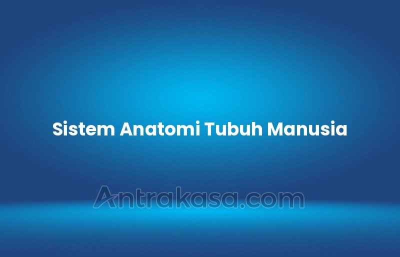 Sistem Anatomi Tubuh Manusia